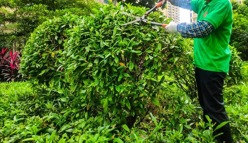 綠化工程辦公室裝修 綠化工程辦公室裝修